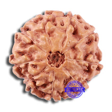 Load image into Gallery viewer, 9 Mukhi Rudraksha from Indonesia - Bead No. 10
