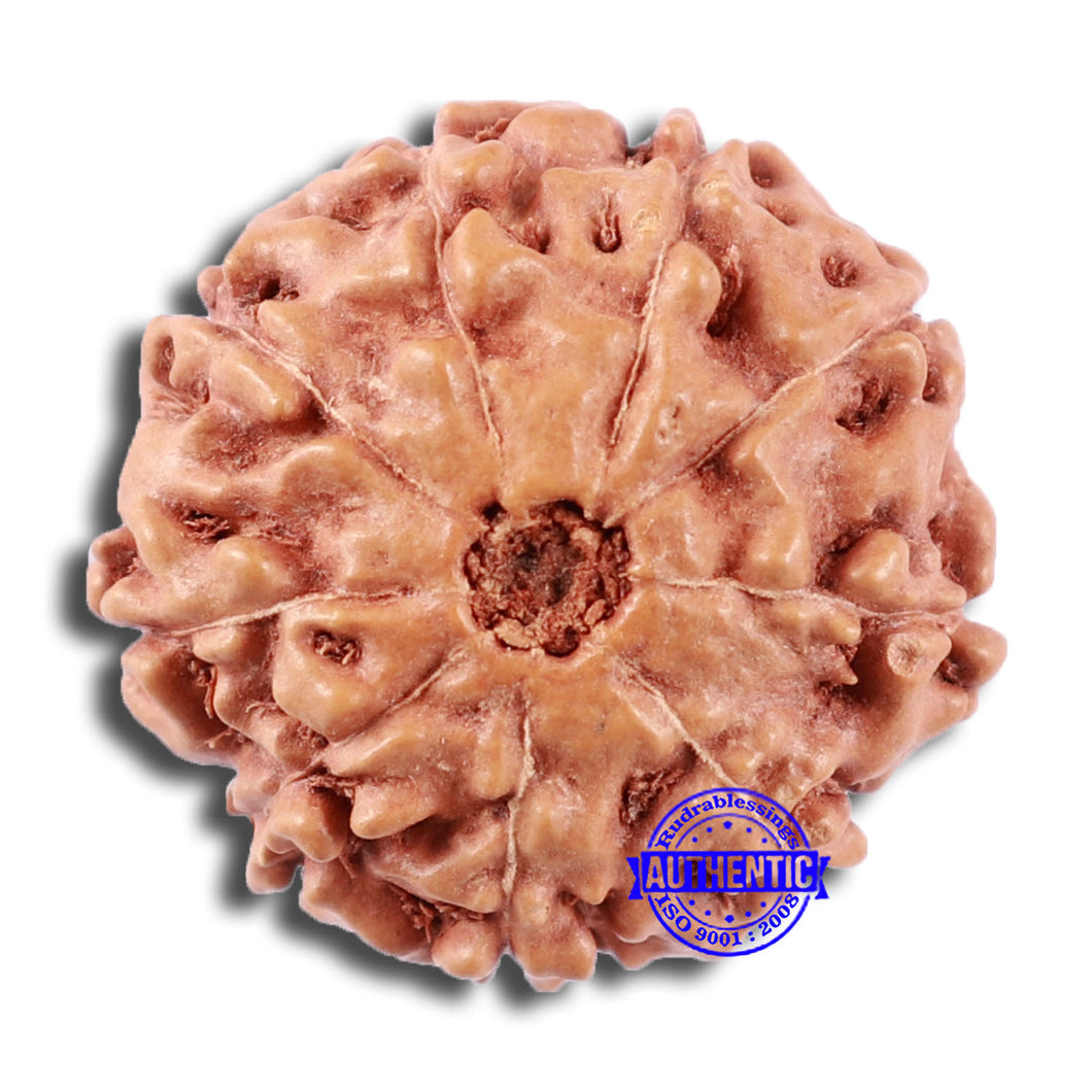 9 Mukhi Rudraksha from Indonesia - Bead No. 10