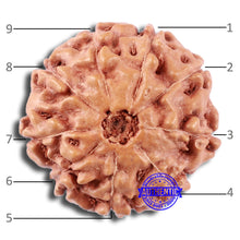 Load image into Gallery viewer, 9 Mukhi Rudraksha from Indonesia - Bead No. 10
