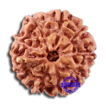 Load image into Gallery viewer, 9 Mukhi Rudraksha from Indonesia - Bead No. 10
