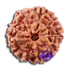 9 Mukhi Rudraksha from Indonesia - Bead No. 10