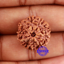 Load image into Gallery viewer, 9 Mukhi Rudraksha from Indonesia - Bead No. 10
