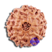 Load image into Gallery viewer, 9 Mukhi Rudraksha from Indonesia - Bead No. 13
