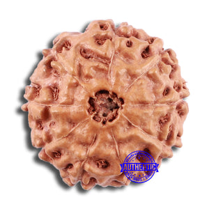 9 Mukhi Rudraksha from Indonesia - Bead No. 13