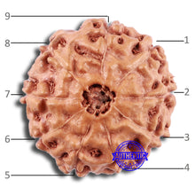 Load image into Gallery viewer, 9 Mukhi Rudraksha from Indonesia - Bead No. 13
