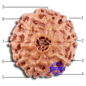 9 Mukhi Rudraksha from Indonesia - Bead No. 13