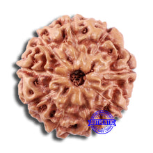 Load image into Gallery viewer, 9 Mukhi Rudraksha from Indonesia - Bead No. 13
