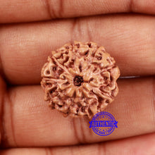 Load image into Gallery viewer, 9 Mukhi Rudraksha from Indonesia - Bead No. 13
