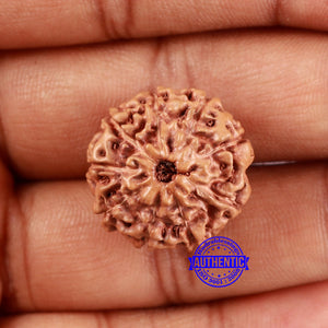 9 Mukhi Rudraksha from Indonesia - Bead No. 13