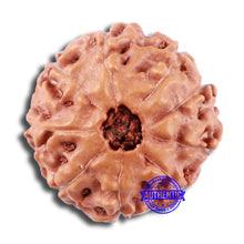 Load image into Gallery viewer, 9 Mukhi Rudraksha from Indonesia - Bead No. 15
