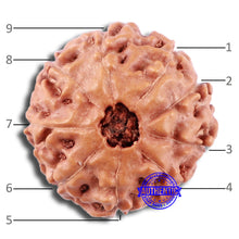 Load image into Gallery viewer, 9 Mukhi Rudraksha from Indonesia - Bead No. 15
