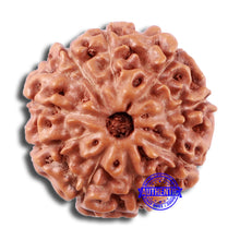 Load image into Gallery viewer, 9 Mukhi Rudraksha from Indonesia - Bead No. 15
