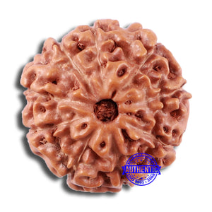 9 Mukhi Rudraksha from Indonesia - Bead No. 15