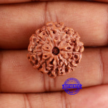 Load image into Gallery viewer, 9 Mukhi Rudraksha from Indonesia - Bead No. 15
