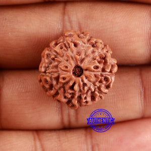 9 Mukhi Rudraksha from Indonesia - Bead No. 15