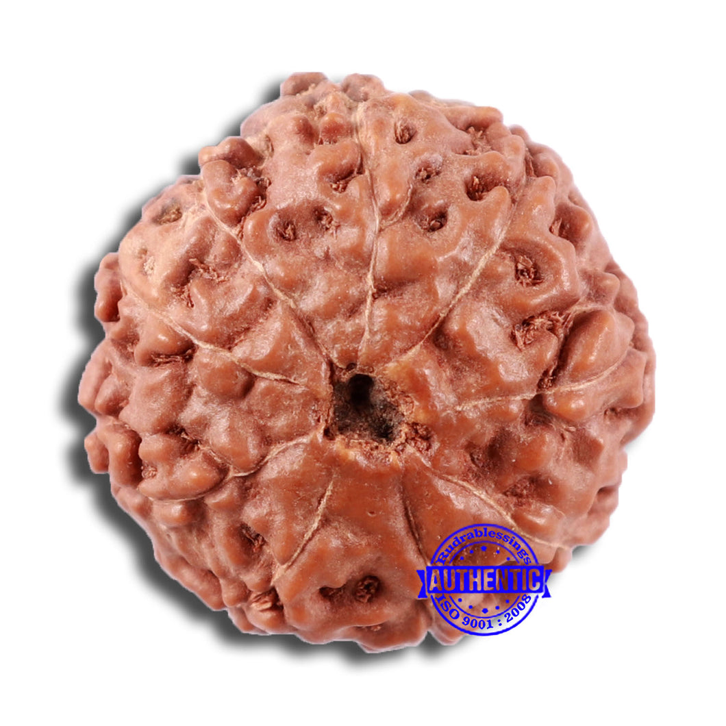 9 Mukhi Rudraksha from Indonesia - Bead No. 17