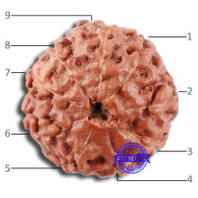 Load image into Gallery viewer, 9 Mukhi Rudraksha from Indonesia - Bead No. 17
