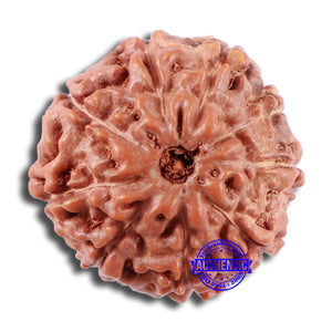 9 Mukhi Rudraksha from Indonesia - Bead No. 17