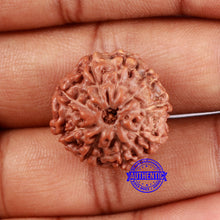 Load image into Gallery viewer, 9 Mukhi Rudraksha from Indonesia - Bead No. 17
