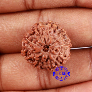 9 Mukhi Rudraksha from Indonesia - Bead No. 17