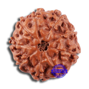 9 Mukhi Rudraksha from Indonesia - Bead No. 22