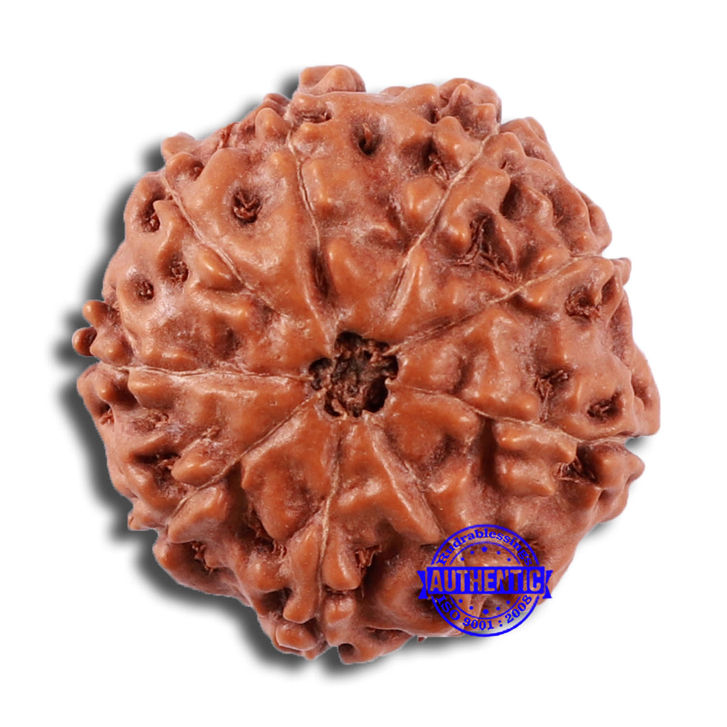 9 Mukhi Rudraksha from Indonesia - Bead No. 22