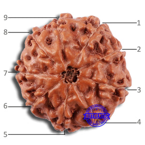 9 Mukhi Rudraksha from Indonesia - Bead No. 22