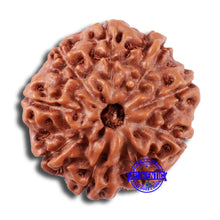 Load image into Gallery viewer, 9 Mukhi Rudraksha from Indonesia - Bead No. 22
