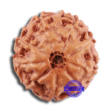 Load image into Gallery viewer, 9 Mukhi Rudraksha from Indonesia - Bead No. 24
