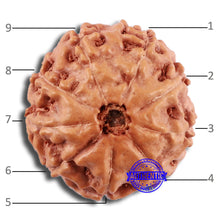 Load image into Gallery viewer, 9 Mukhi Rudraksha from Indonesia - Bead No. 24
