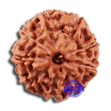 Load image into Gallery viewer, 9 Mukhi Rudraksha from Indonesia - Bead No. 24
