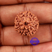 Load image into Gallery viewer, 9 Mukhi Rudraksha from Indonesia - Bead No. 24
