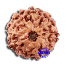 Load image into Gallery viewer, 9 Mukhi Rudraksha from Indonesia - Bead No. 4
