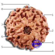 Load image into Gallery viewer, 9 Mukhi Rudraksha from Indonesia - Bead No. 4
