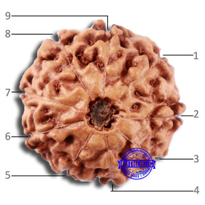 9 Mukhi Rudraksha from Indonesia - Bead No. 4