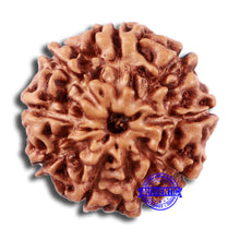 Load image into Gallery viewer, 9 Mukhi Rudraksha from Indonesia - Bead No. 4
