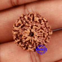 Load image into Gallery viewer, 9 Mukhi Rudraksha from Indonesia - Bead No. 4
