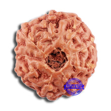 Load image into Gallery viewer, 9 Mukhi Rudraksha from Indonesia - Bead No. 61
