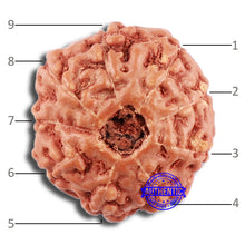 Load image into Gallery viewer, 9 Mukhi Rudraksha from Indonesia - Bead No. 61
