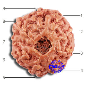 9 Mukhi Rudraksha from Indonesia - Bead No. 61