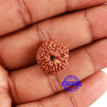 Load image into Gallery viewer, 9 Mukhi Rudraksha from Indonesia - Bead No. 61
