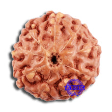 Load image into Gallery viewer, 9 Mukhi Rudraksha from Indonesia - Bead No. 62
