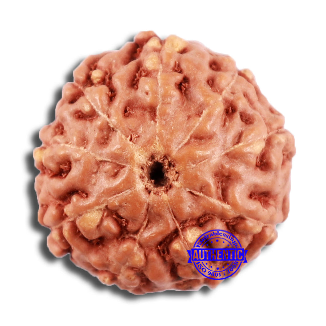 9 Mukhi Rudraksha from Indonesia - Bead No. 62