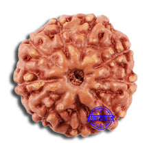 Load image into Gallery viewer, 9 Mukhi Rudraksha from Indonesia - Bead No. 62
