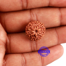 Load image into Gallery viewer, 9 Mukhi Rudraksha from Indonesia - Bead No. 62
