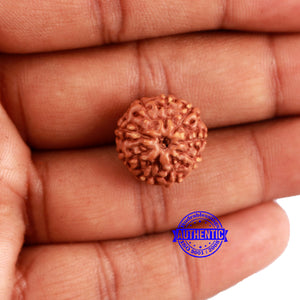 9 Mukhi Rudraksha from Indonesia - Bead No. 62