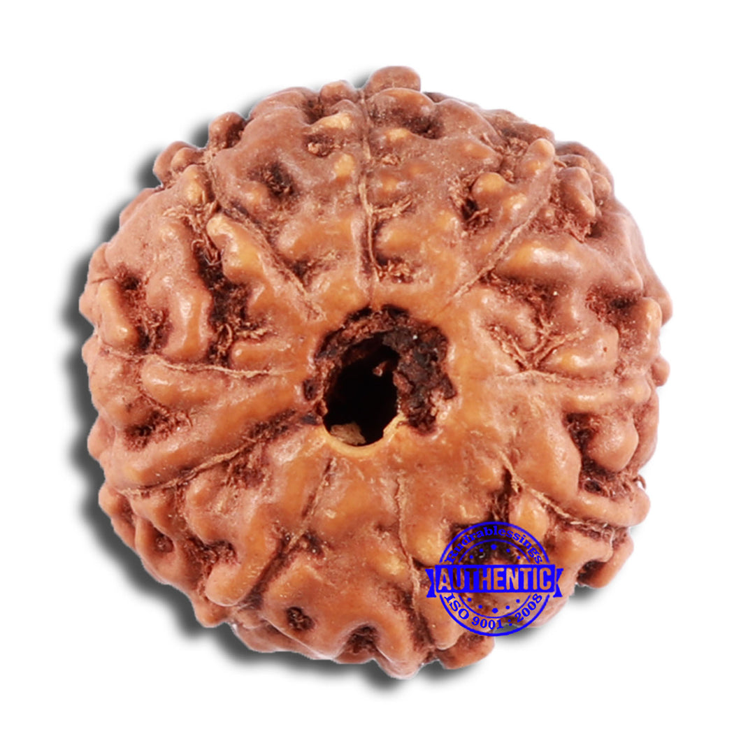 9 Mukhi Rudraksha from Indonesia - Bead No. 64