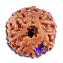 Load image into Gallery viewer, 9 Mukhi Rudraksha from Indonesia - Bead No. 64
