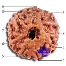 Load image into Gallery viewer, 9 Mukhi Rudraksha from Indonesia - Bead No. 64
