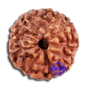 9 Mukhi Rudraksha from Indonesia - Bead No. 64